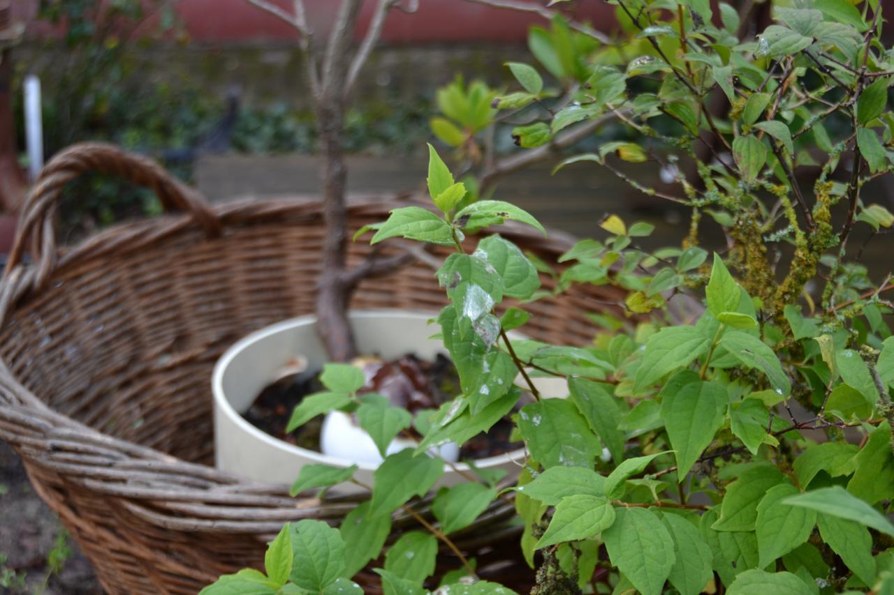 Le Jardin D Helant Ecquedecques Ngoại thất bức ảnh